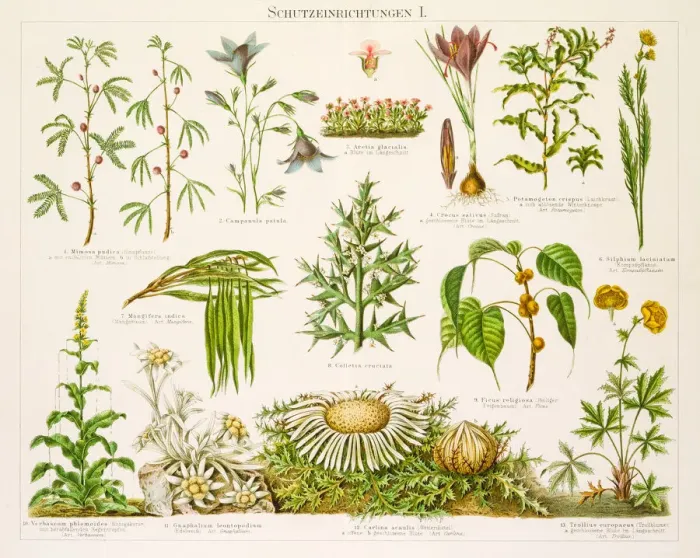 Framed Print : Plants protection devices Lithograph 1896 Framed Print : Plants protection devices Lithograph 1896