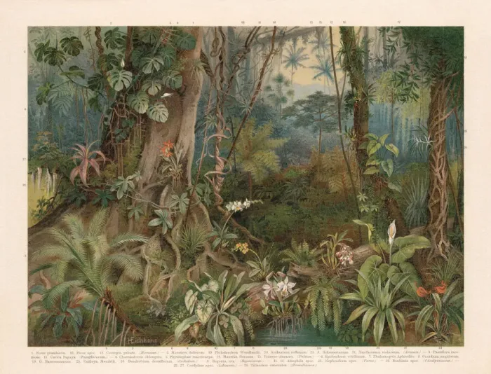 Framed Print : Plants of the rainforest, chromolithograph, published in 1898 Framed Print : Plants of the rainforest, chromolithograph, published in 1898