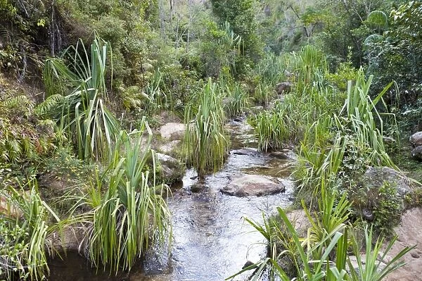 Plants in rocky creek bed, Namaza Canyon, Isalo National Park, at Ranohira, Madagascar
