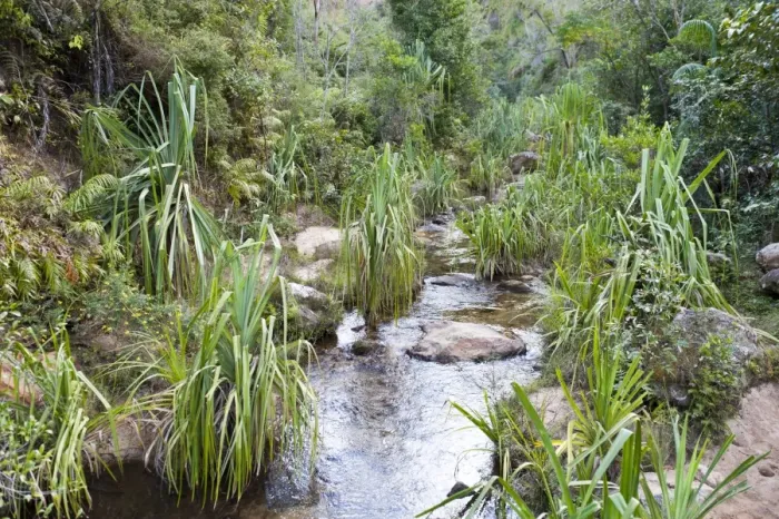 Framed Print : Plants in rocky creek bed, Namaza Canyon, Isalo National Park, at Ranohira, Madagascar