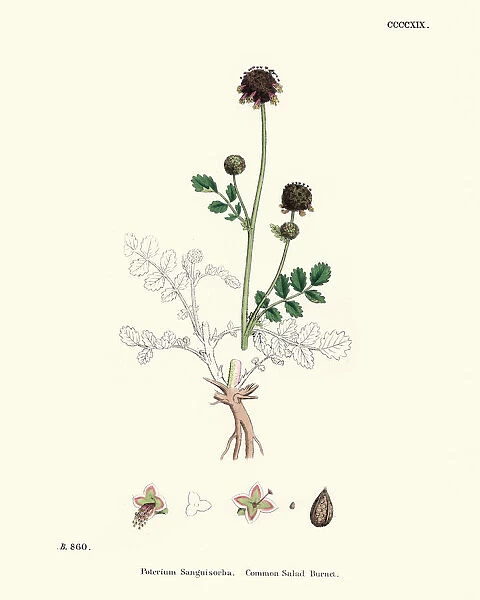 Plants, Sanguisorba minor, salad burnet, 19th Century print