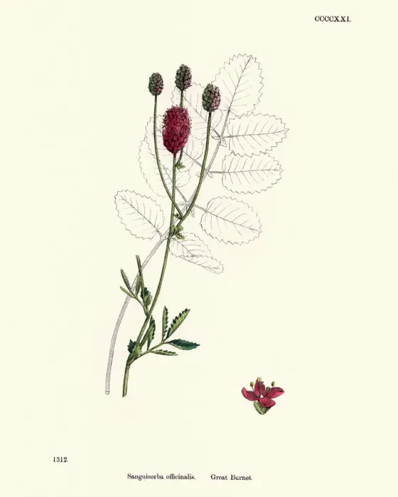 Framed Print : Plants, Sanguisorba officinalis, great burnet, 19th Century print Framed Print : Plants, Sanguisorba officinalis, great burnet, 19th Century print