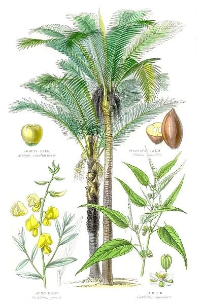 Plants used in clothing and cordage engraving 1857
