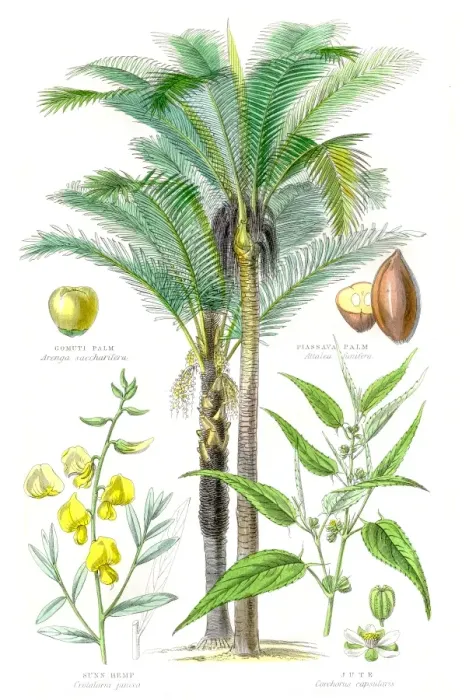 Framed Print : Plants used in clothing and cordage engraving 1857 Framed Print : Plants used in clothing and cordage engraving 1857