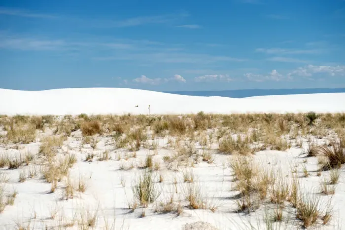Framed Print : Plants at White Sands National Monument New Mexico