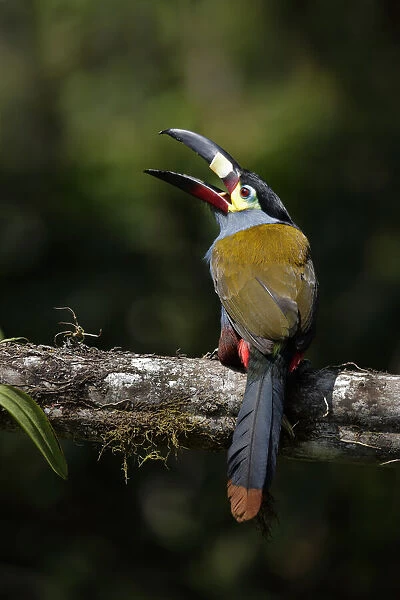 Plate-billed Mountain-toucan (Andigena laminirostris)
