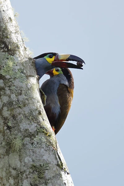 Plate-billed Mountain-toucan (Andigena laminirostris)