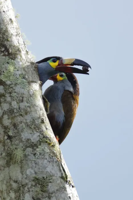 Framed Print : Plate-billed Mountain-toucan (Andigena laminirostris)