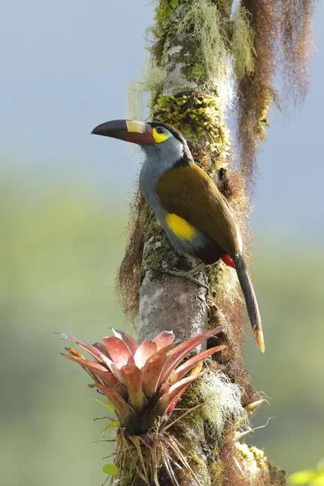 Framed Print : Plate-billed Mountain-toucan (Andigena laminirostris)