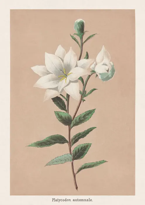 Framed Print : Platycodon grandiflorus Astra White, Chromolithograph, published in 1873 Framed Print : Platycodon grandiflorus Astra White, Chromolithograph, published in 1873
