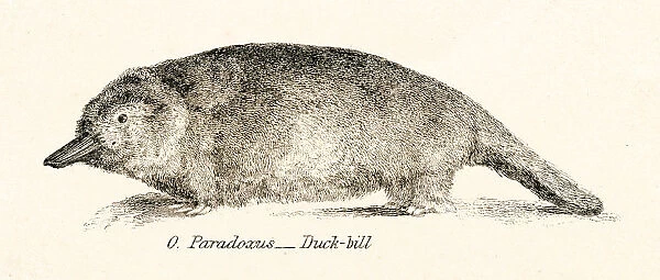Platypus engraving 1803