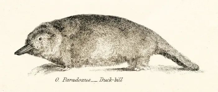 Framed Print : Platypus engraving 1803 Framed Print : Platypus engraving 1803
