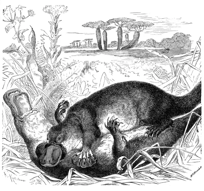 Framed Print : Platypus (Ornithorhynchus anatinus) Framed Print : Platypus (Ornithorhynchus anatinus)