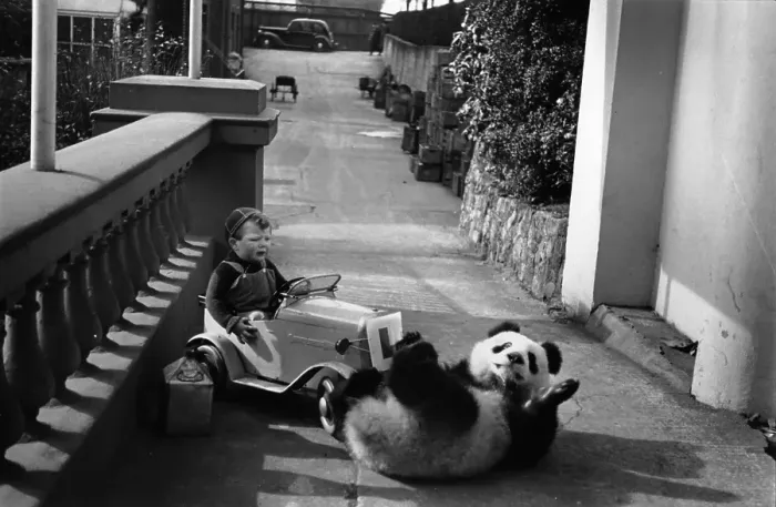 Framed Print : Playful Panda