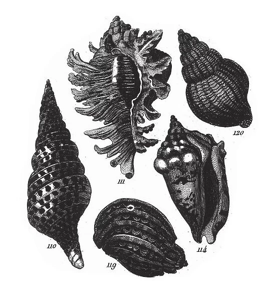 Pleurotoma Babylonia, Representatives of the Phyla Porifera, Coelenterata and Mollusca