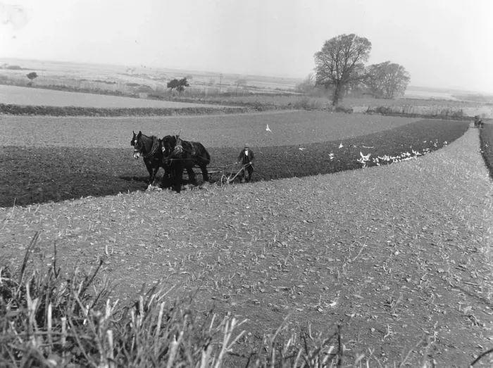 Framed Print : Ploughing. 2nd May 1953: Birds fly over the freshly tilled soil as the Framed Print : Ploughing. 2nd May 1953: Birds fly over the freshly tilled soil as the