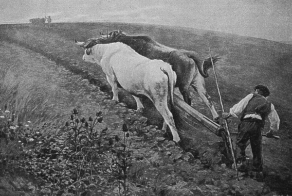 Ploughing with a team of oxen, Germany, 1898, Historic, digital reproduction of an original from the 19th century