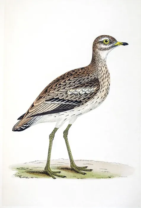 Framed Print : Plover bird 19 century illustration Framed Print : Plover bird 19 century illustration