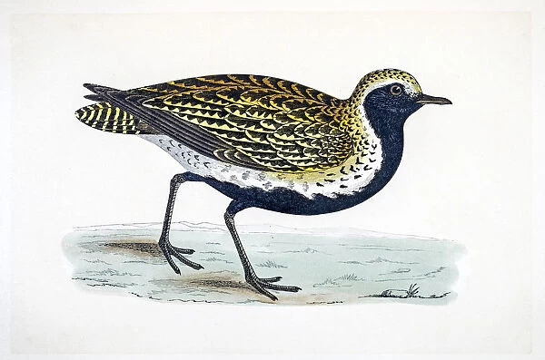Plover bird 19 century illustration
