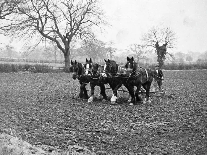 Framed Print : PLOWING A FIELD Framed Print : PLOWING A FIELD