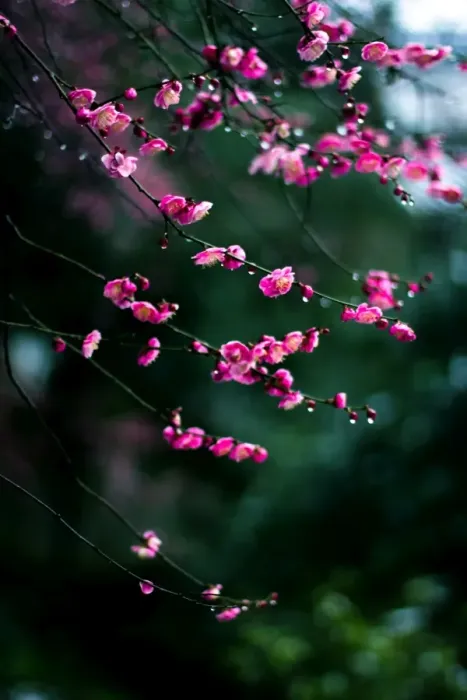Framed Print : Plum blossoms in Hangzhou Framed Print : Plum blossoms in Hangzhou
