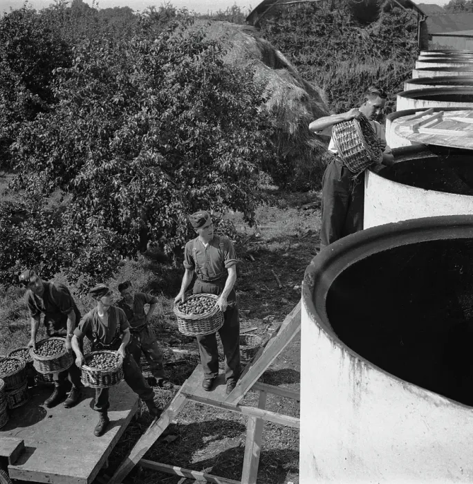 Framed Print : Plum-Picking Season 1942 Framed Print : Plum-Picking Season 1942