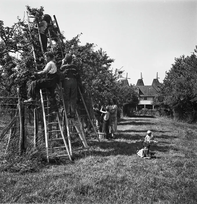 Framed Print : Plum-Picking Season 1942 Framed Print : Plum-Picking Season 1942