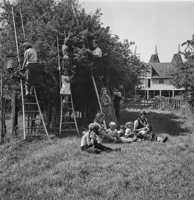 Framed Print : Plum-Picking Season 1942