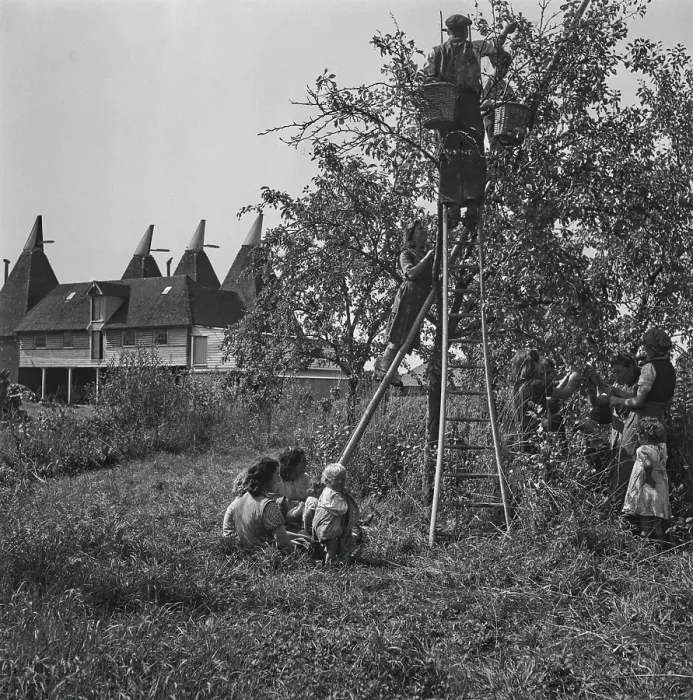Framed Print : Plum-Picking Season 1942 Framed Print : Plum-Picking Season 1942