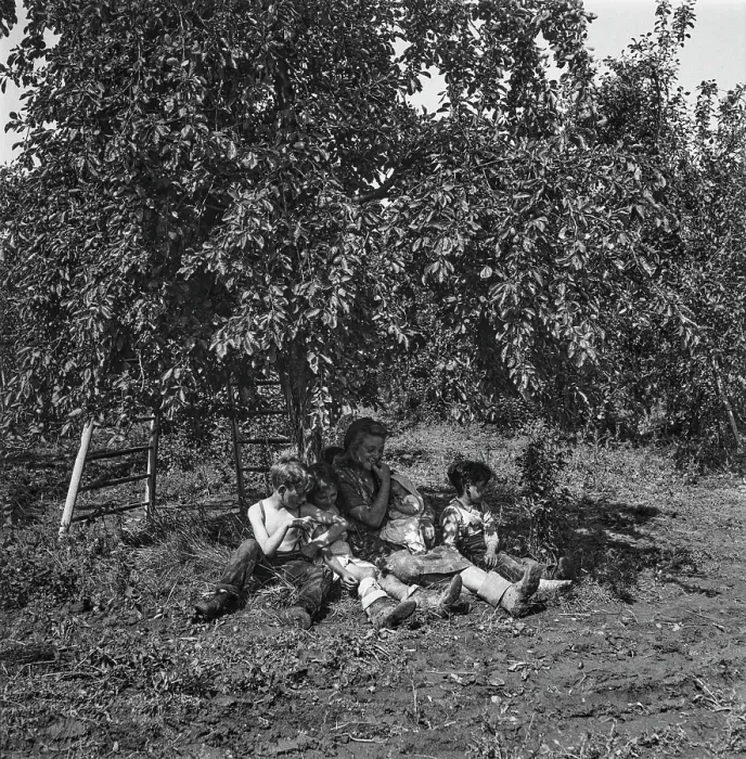 Framed Print : Plum-Picking Season 1942
