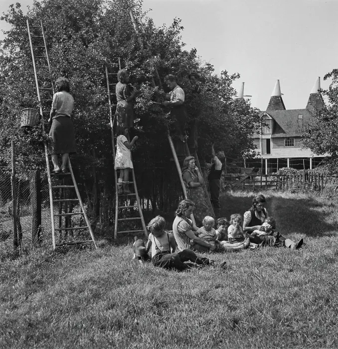 Framed Print : Plum-Picking Season 1942 Framed Print : Plum-Picking Season 1942