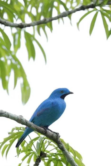 Framed Print : Plum-throated Cotinga (Cotinga maynana) Framed Print : Plum-throated Cotinga (Cotinga maynana)