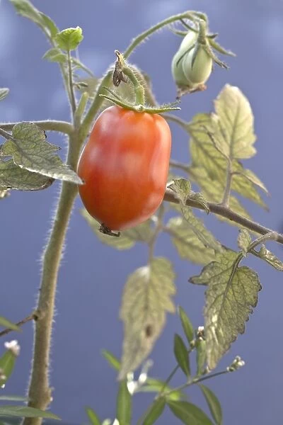 Plum tomato, tomato -Solanum lycopersicum-