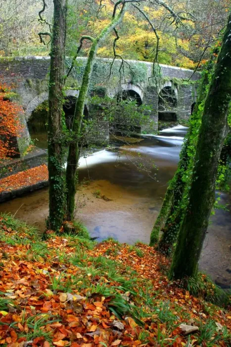 Framed Print : Plymbridge Framed Print : Plymbridge