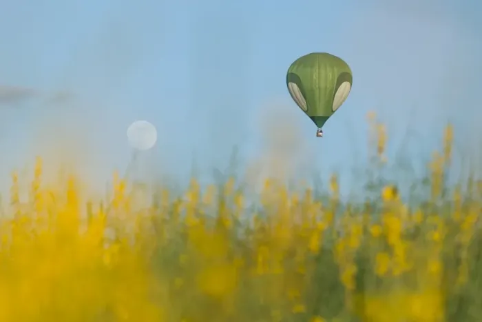 Framed Print : Po Tung bloom and green balloon Framed Print : Po Tung bloom and green balloon
