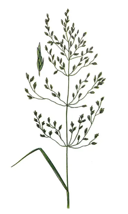 Framed Print : Poa nemoralis, the wood bluegrass Framed Print : Poa nemoralis, the wood bluegrass