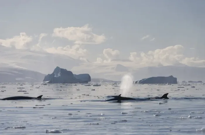 Framed Print : Pod of Antarctic Minke Whales -Balaenoptera bonaerensis-, blowing, in front of icebergs, Gerlache Strait, Antarctic Peninsula, Antarctica Framed Print : Pod of Antarctic Minke Whales -Balaenoptera bonaerensis-, blowing, in front of icebergs, Gerlache Strait, Antarctic Peninsula, Antarctica
