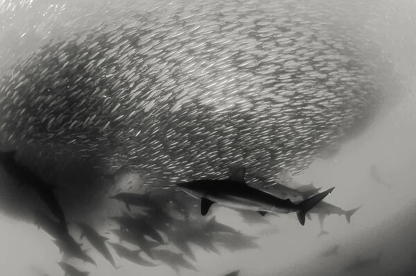 Pod of common dolphins attack a sardine bait ball during the sardine run, Wild Coast, South Africa. Bronze whaler sharks can also be seen in the bait ball