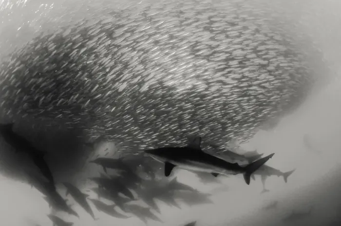 Framed Print : Pod of common dolphins attack a sardine bait ball during the sardine run, Wild Coast, South Africa. Bronze whaler sharks can also be seen in the bait ball Framed Print : Pod of common dolphins attack a sardine bait ball during the sardine run, Wild Coast, South Africa. Bronze whaler sharks can also be seen in the bait ball