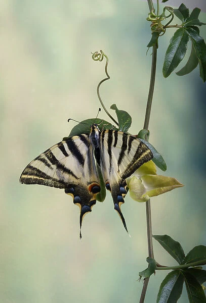 Podalirio. fotografAia de estudio de mariposa podalirio