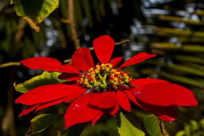 Framed Print : Poinsettia -Euphorbia pulcherrima-, Easter Island, Chile Framed Print : Poinsettia -Euphorbia pulcherrima-, Easter Island, Chile