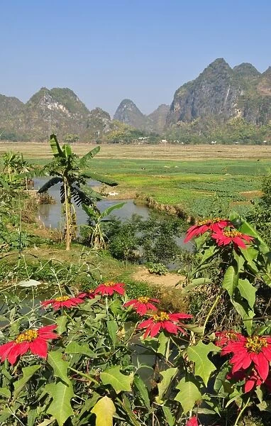Poinsettia (Euphorbia pulcherrima), Mai Chau Valley, Vietnam, Asia
