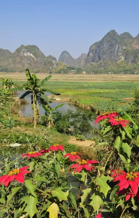 Framed Print : Poinsettia (Euphorbia pulcherrima), Mai Chau Valley, Vietnam, Asia