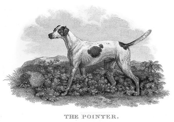The Pointer engraving 1812