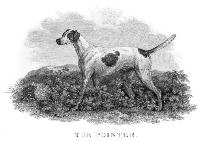 Framed Print : The Pointer engraving 1812 Framed Print : The Pointer engraving 1812