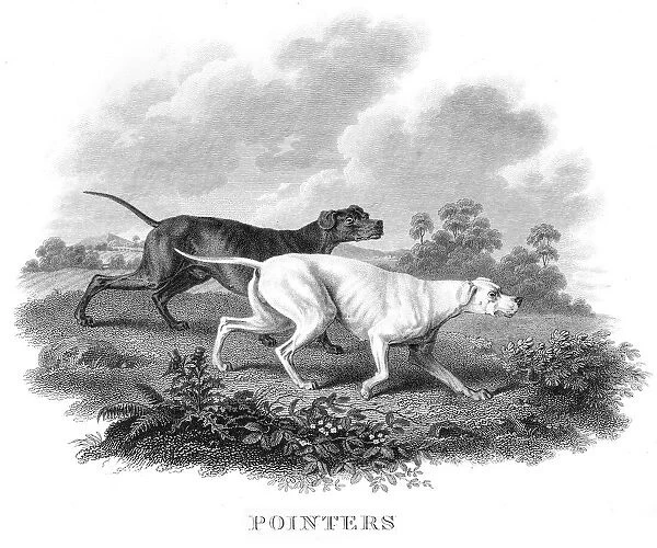 Pointers engraving 1812