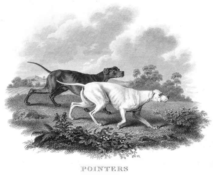 Framed Print : Pointers engraving 1812 Framed Print : Pointers engraving 1812