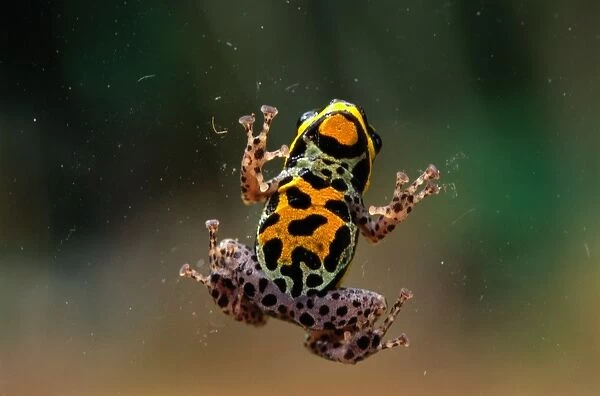 Poison Arrow Frog (Dendrobates Sp. )