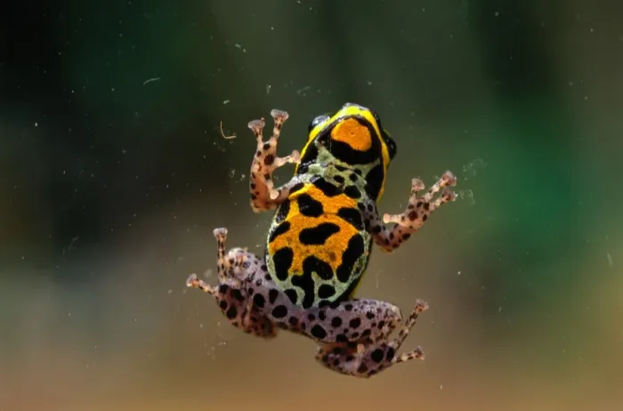 Framed Print : Poison Arrow Frog (Dendrobates Sp. ) Framed Print : Poison Arrow Frog (Dendrobates Sp. )