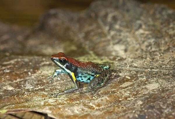 Poison Dart Frog -Epipedabates parvulus-, Tiputini rain forest, Yasuni National Park, Ecuador, South America